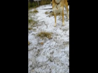 Vid 20201110 162047 mp4