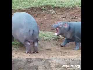 Hippos get mouthy on our