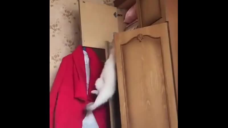 Смешной котейка