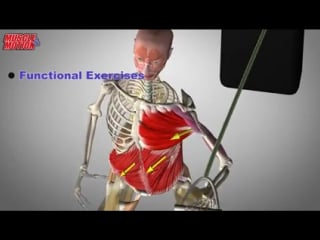 Muscle&motion is proud to release new and unique videos of 'anatomy trains' created as a result of extraordinary cooperation wit