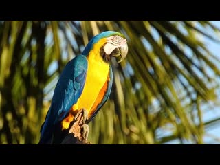 Blue and yellow macaw / сине жёлтый ара / ara ararauna