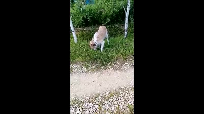 Боба трау жуёт