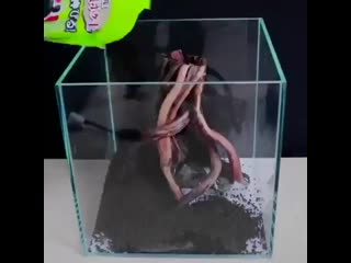 Akvarium nn 20200709 095622 0 mp4