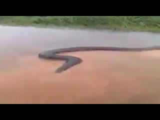 An anaconda measuring more than 50 feet (15m) was registered in the xingu river, brazil