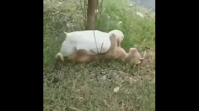 Отстань же, я щекотки боюсь)))