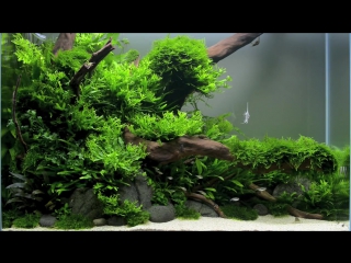 Ada style aquascape 5 months old