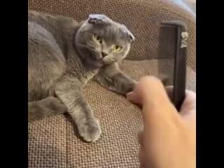 Мерзкий видос