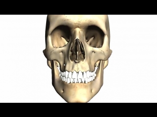 Skull tutorial (2) bones of the facial skeleton anatomy tutorial part 1