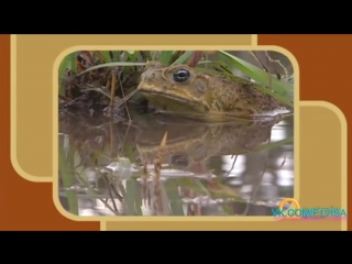 19 mangrovers cane toads