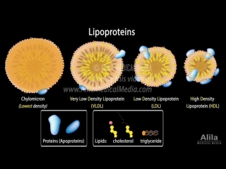 Cholesterol metabolism ldl hdl and other lipoproteins animation