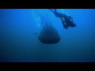 Tiburones leyenda del mar