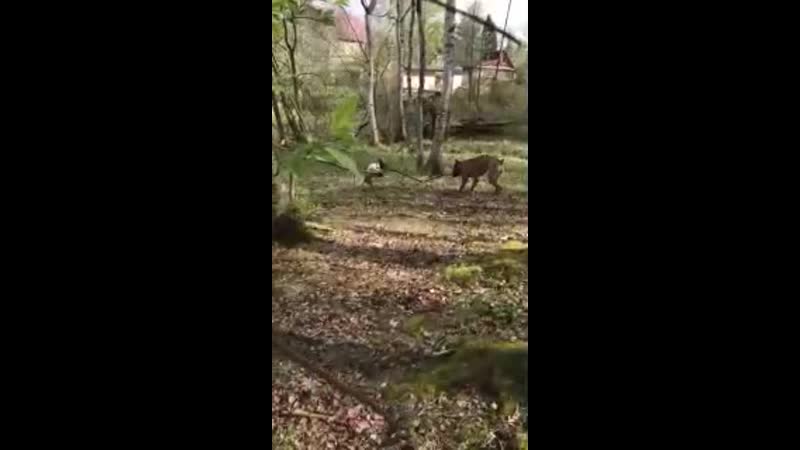 Пани моника