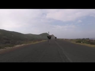 Cyclists chased by an ostrich the funniest thing youll see today