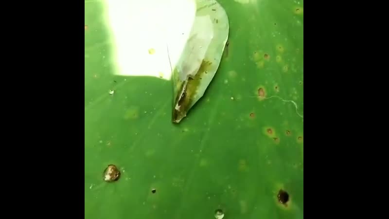 Shrimp porn video – Shrimp isolated in a water droplet