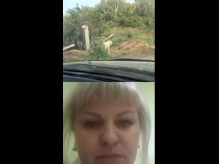 Брошенная мамочка с щенками