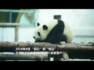 Панды "сестры красотки" в парке северо восточных тигров цзилиня