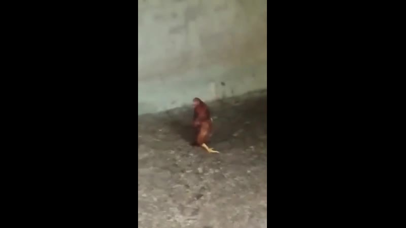 Чисто борзый