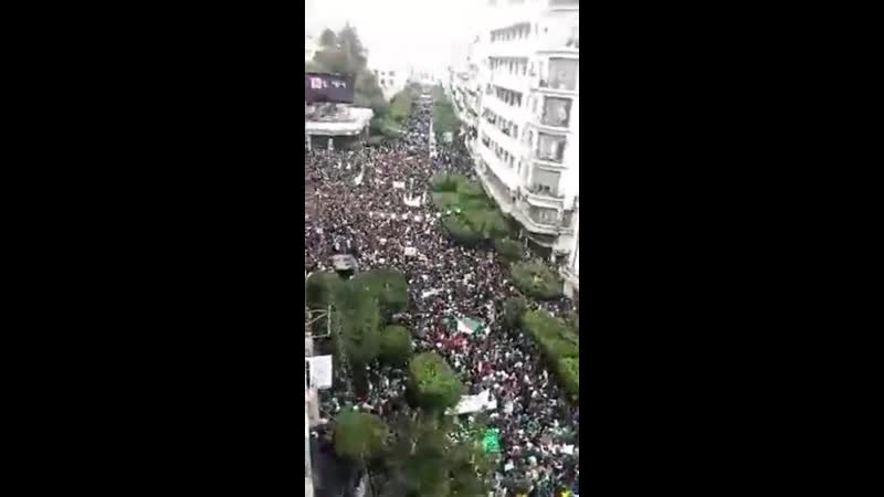 Протесты в алжире
