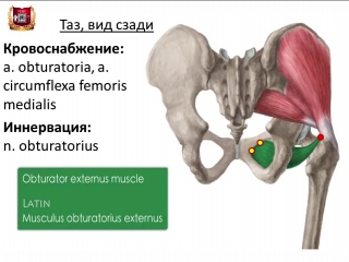 Sls мышцы таза и бедра строение, функции, кровоснабжение, иннервация