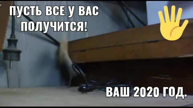 Крыса porn video – Ох@евшая наглая крыса ржачно)))