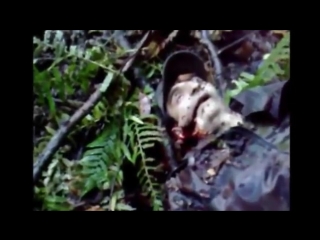 Уничтожение бандгруппы чишки дуба юрт, +21