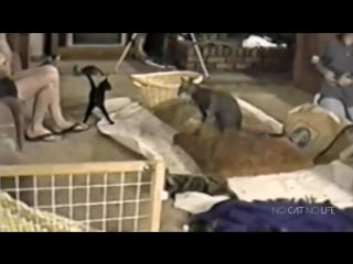 Startled cats compilation