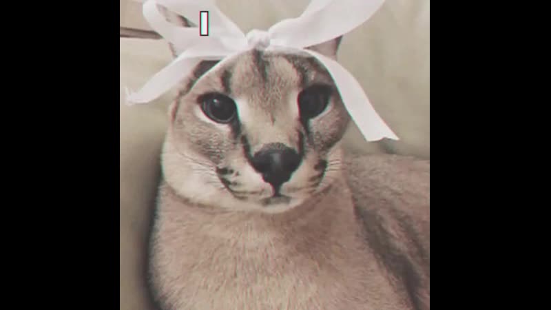 Peppermint