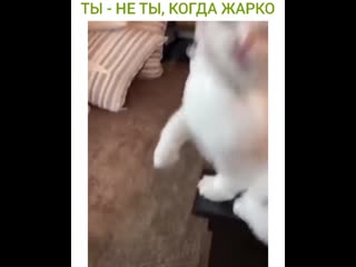 Котику жарко mp4