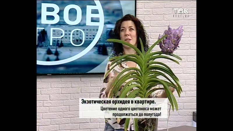 Советы ландшафтного дизайнера орхидея ванда