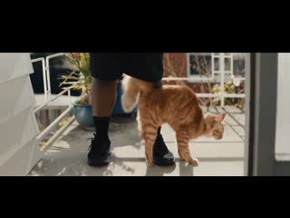 О кошке, которая успела везде