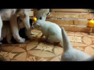 Vid 20201126 212109(0) mp4