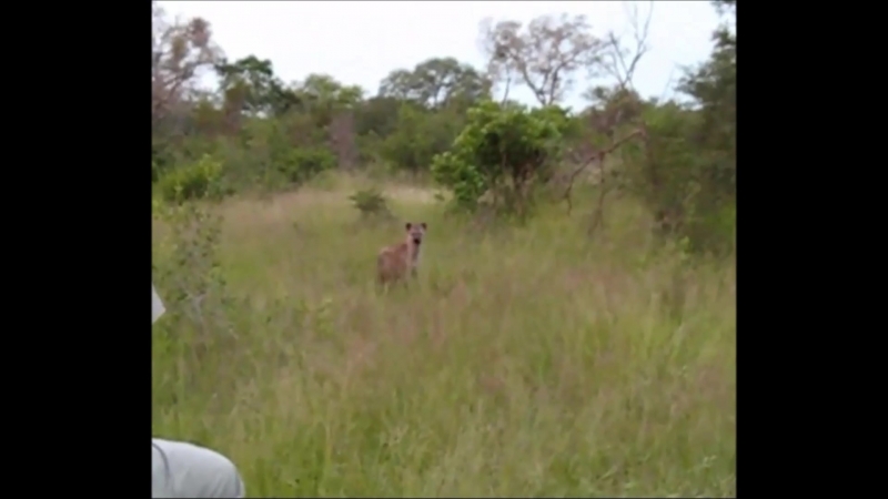 Взрослый самец леопарда и гиена