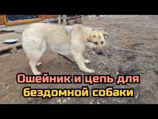 Как одели ошейник и цепь бездомной молодые