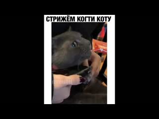 Стрижем когти коту