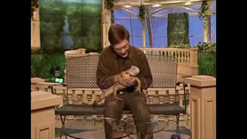 Пояснения за ящерицу | memes land