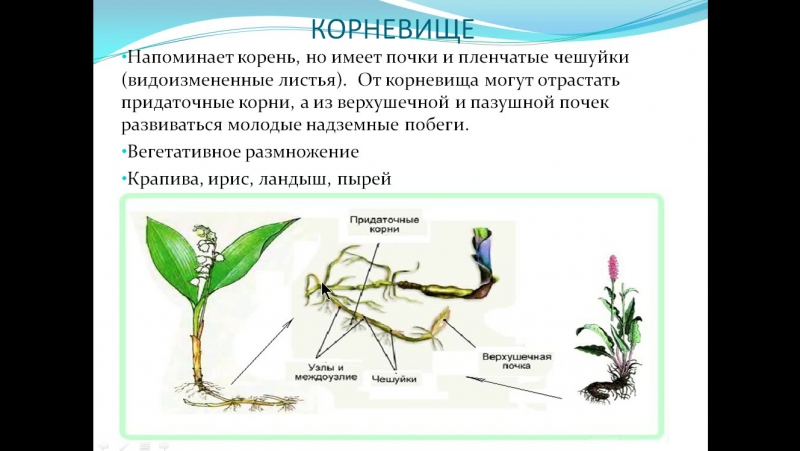 Видоизменение побегов корневище. Видоизменения органов растений. Рябчик видоизменение побега. Видоизменения побегов орхидеи.