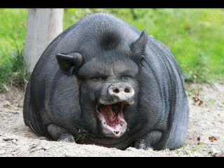 Cat loves giving pigs massages the dodo odd couples