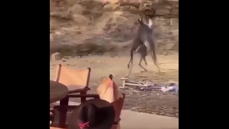 Австралийские боксеры