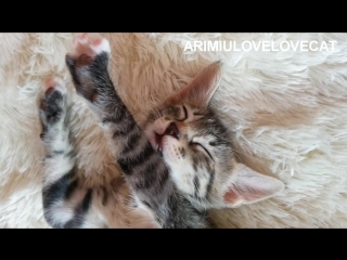 So cute arang ep42★arimiulovelovecat