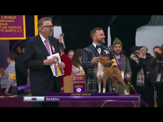 Basenjis breed judging 2017 video by westminster kennel club