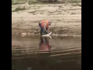 Щука, хорошая, зачётная еcли зачёт ставь ❤️❤️❤️