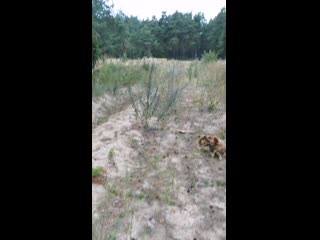 Vid 20200905 103421 mp4