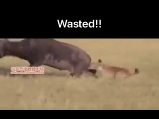 Чисто женский приём! гиена с яйцами не церемонится