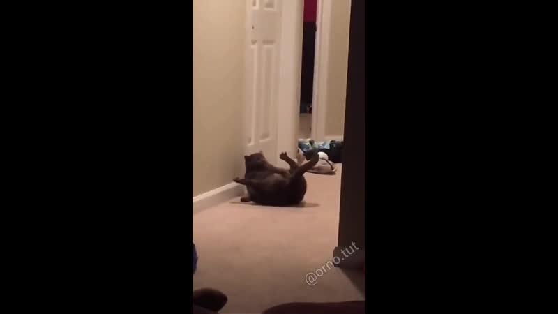 Кот какого черта?