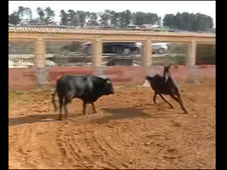 Caballo torero ole !!!!!111