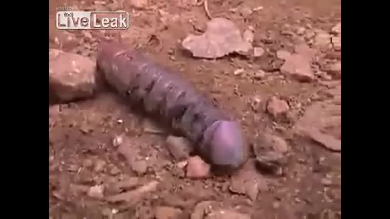 Doodoser porn video – Гамункул / doodoser