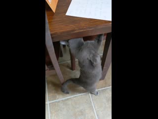 How my 3 legged cat grooms her face when she's happy (x post with r/aww)