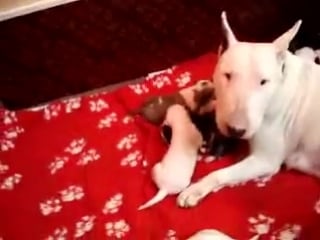 Бультерьер bull terrier puppy's born easter 2007 diva x harley