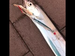 Alko rybalka b3bdzs0oy o mp4 alko rybalka b3bdzs0oy o mp4