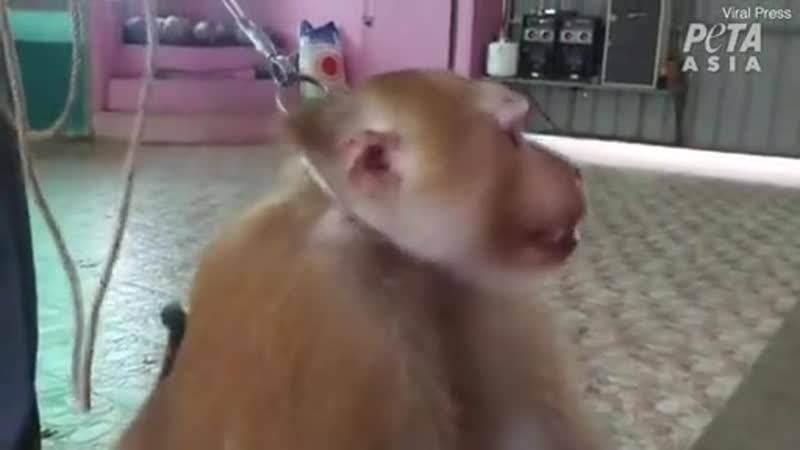 Издеваются над обезьяной